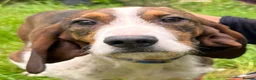 Mixed Breed dogs for adoption: Sejos in Penryn - Advert 1