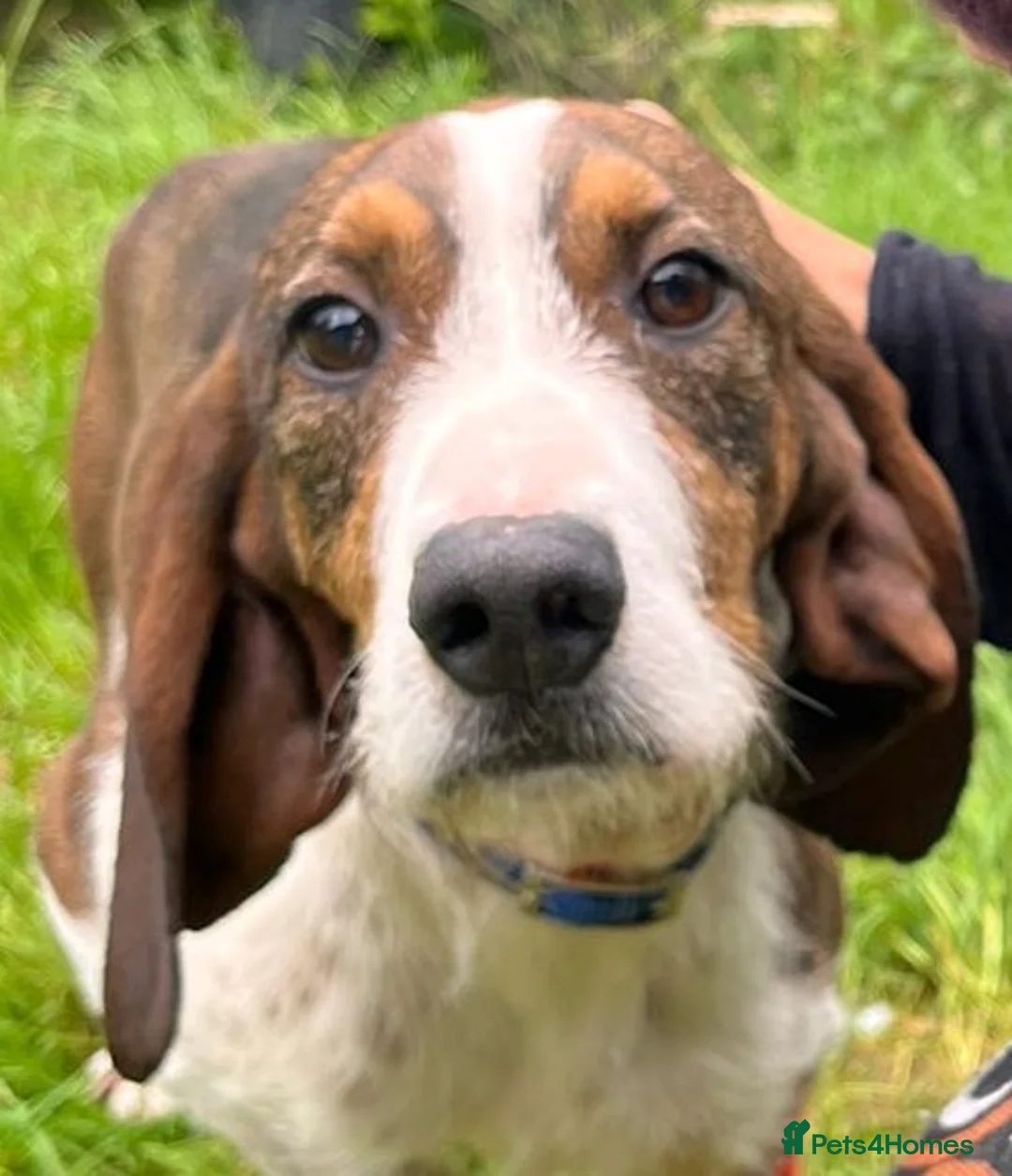Mixed Breed dogs for adoption: Sejos in Penryn - Advert 1