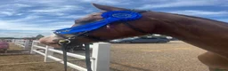Welsh Section D horses for sale: Section D 14.2h mare - Advert 6