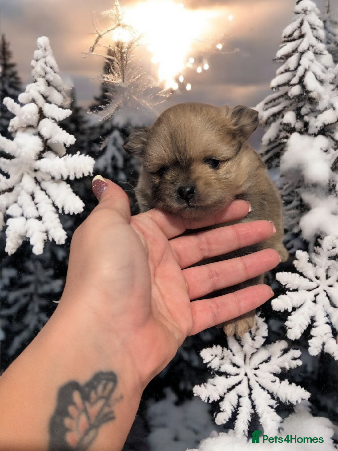 Pomeranian dogs for sale: Teddy Bear poms  - Advert 2