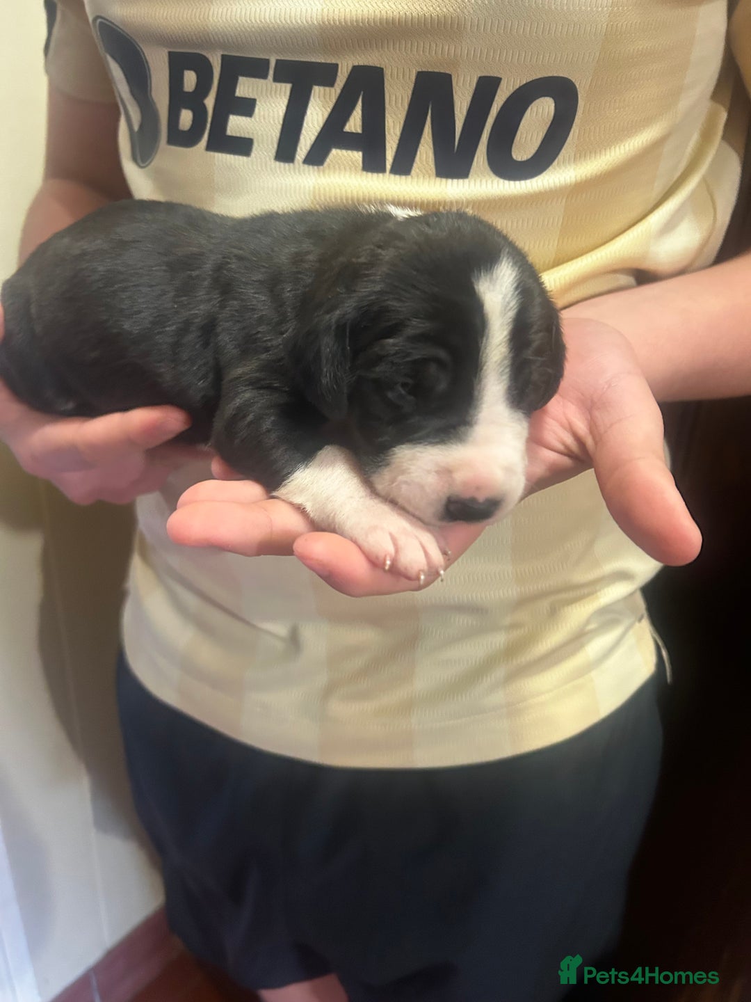 Great Dane dogs for sale: Stunning puppies, health tested KC parents. - Image 14