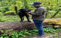 Presa Canario dogs for sale: 4yo Male Presa Canario - Image 5