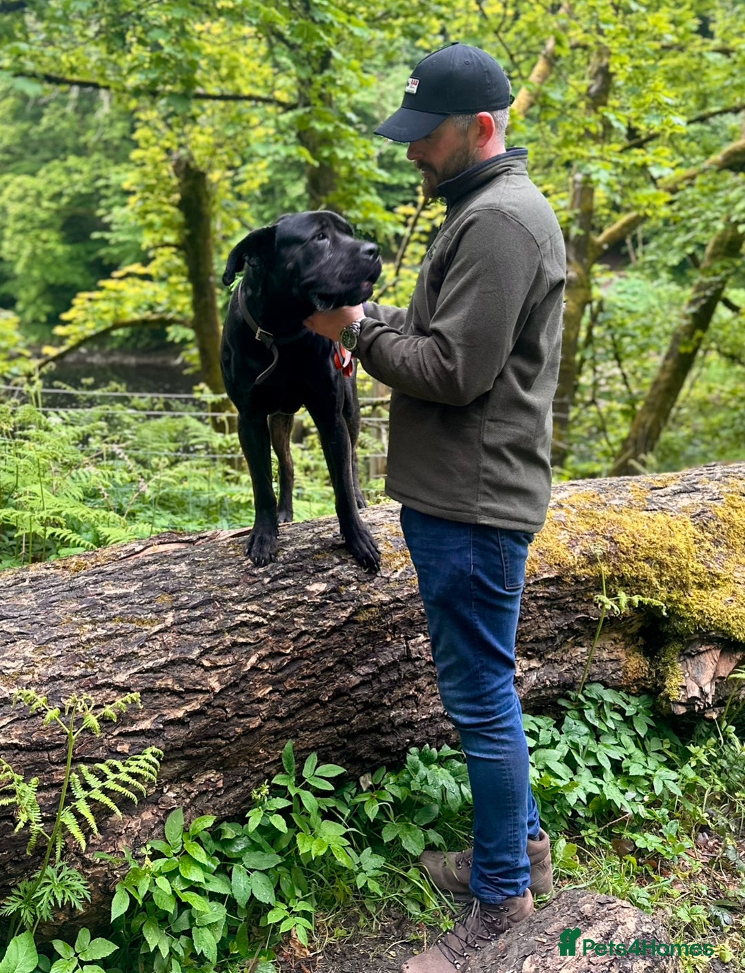 Presa Canario dogs for sale: 4yo Male Presa Canario - Image 5