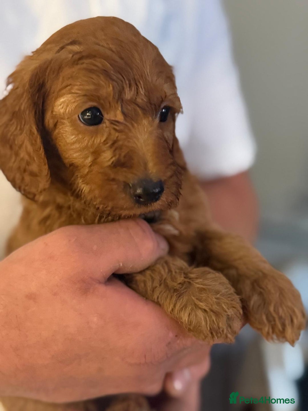 Labradoodle dogs for sale: *Labradoodle puppie F1B*   in Ware - Image 12