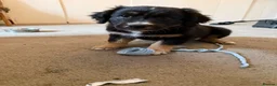 Mixed Breed dogs for sale: Border Collie x Golden Retriever pups for sale  in Glasgow - Advert 16