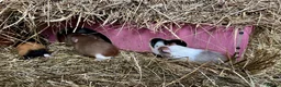 Guinea Pig rodents for sale: Baby Guinea Pigs for sale  - Advert 2