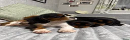Cavalier King Charles Spaniel dogs for sale: KC Registered Health Tested CKCS Puppies - Advert 2