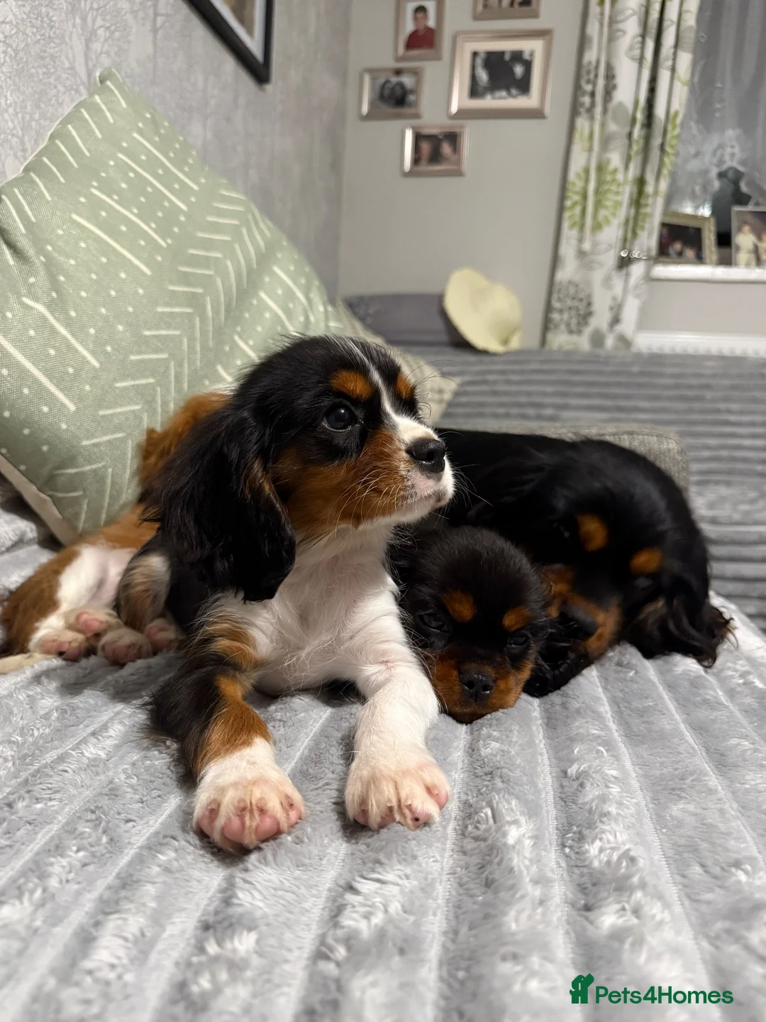 Cavalier King Charles Spaniel dogs for sale: KC Registered Health Tested CKCS Puppies - Advert 2