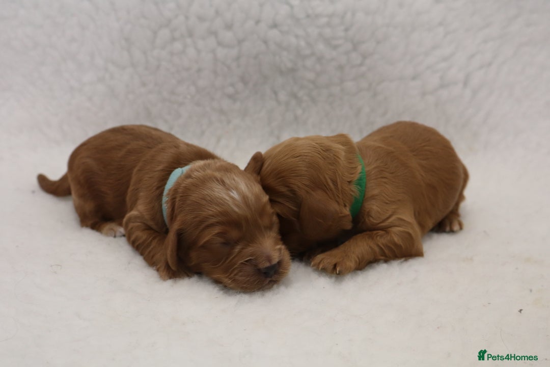 Cockapoo dogs for sale: 5* BREEDER F1 COCKAPOO PUPS - Image 7