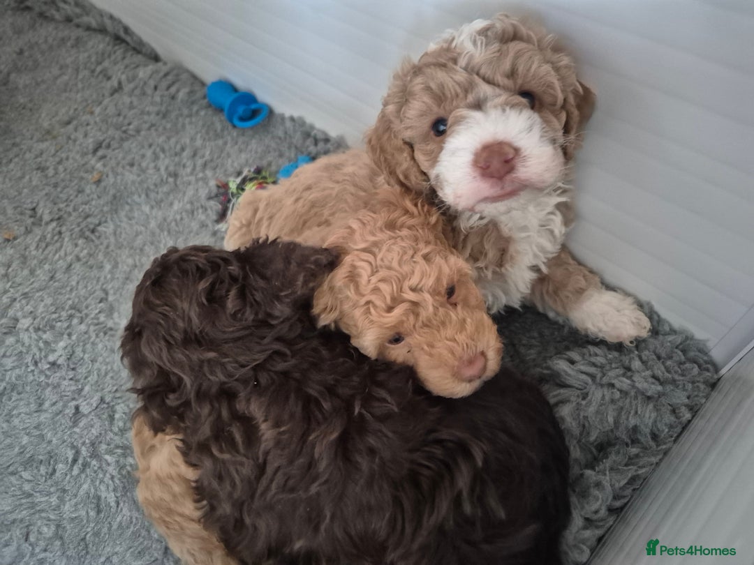 Labradoodle dogs for sale: Stunning F3 miniature labradoodles!  - Advert 18