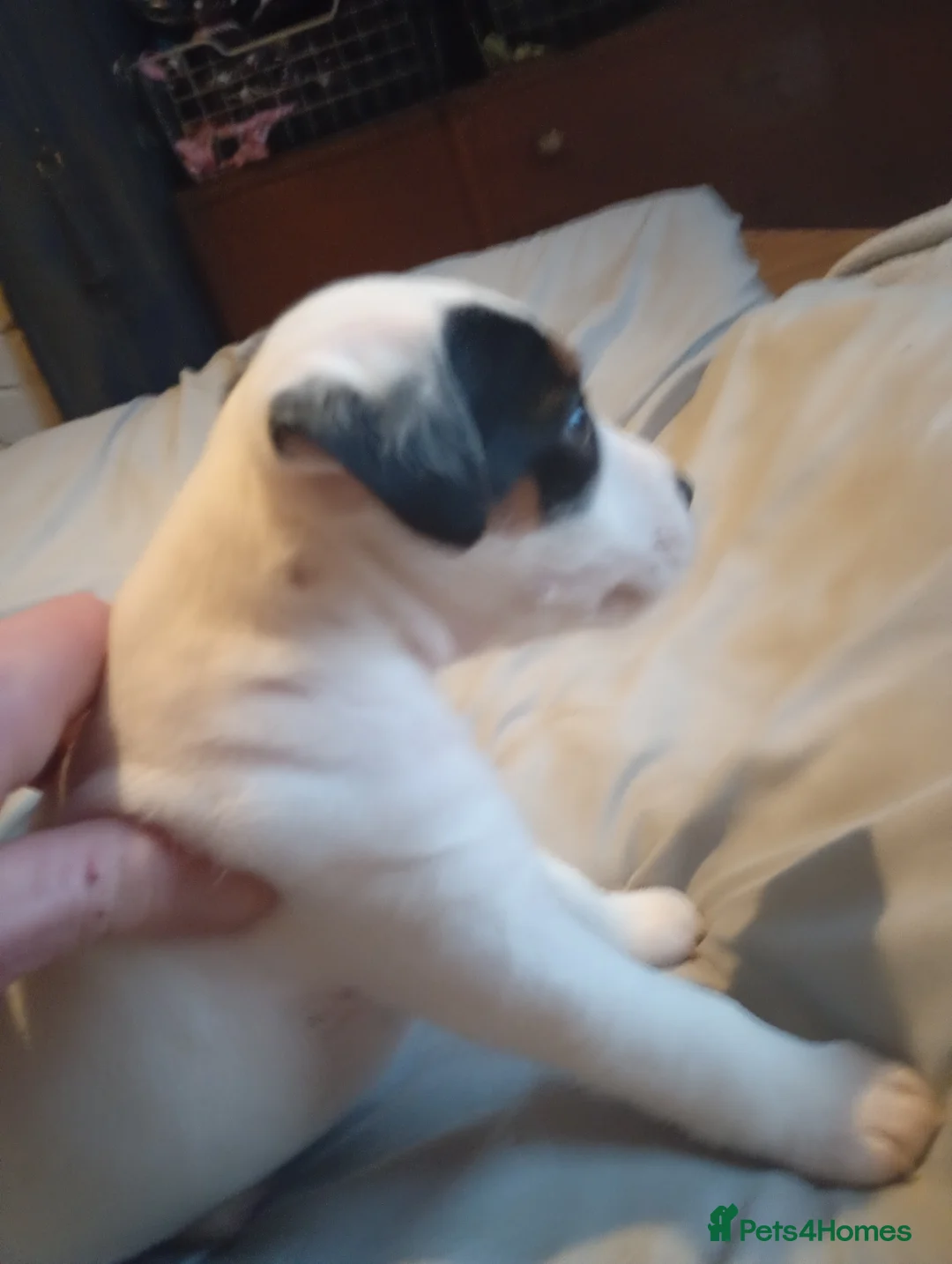 Jack Russell dogs for sale: Jack Russell Pup Ken Gould Line 1 dog available  - Advert 2