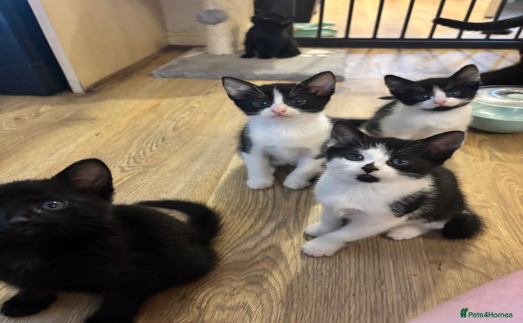 Domestic Shorthair cats - Advert 1