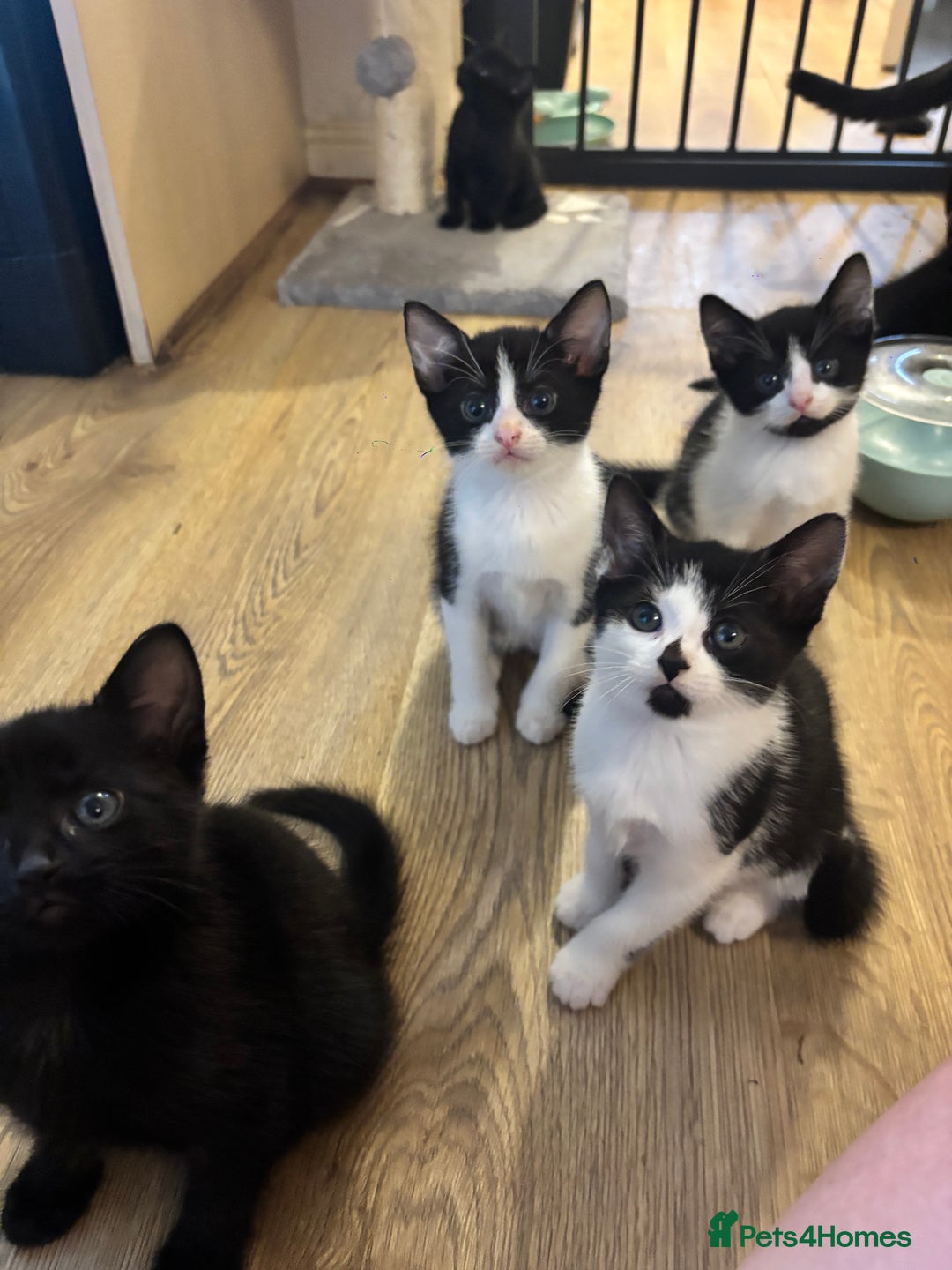 Domestic Shorthair cats for sale: Beautiful litter of kittens!  - Image 1