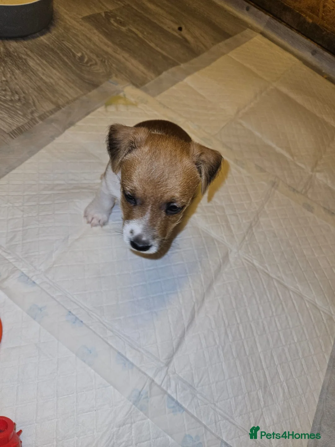 Mixed Breed dogs for sale: Boarder terrier x Jack Russell  - Advert 2