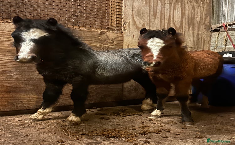 Other Breed horses Stunning Coloured Gelding - Advert 11