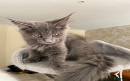 Maine Coon cats for sale: Maine Coon Kittens for sale solid blue is  female  - Image 2