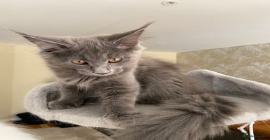Maine Coon cats - Advert 7