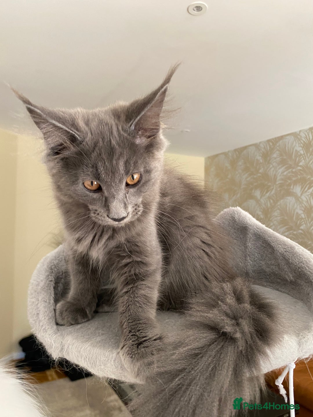 Maine Coon cats for sale: Maine Coon Kittens for sale solid blue is  female  - Image 2
