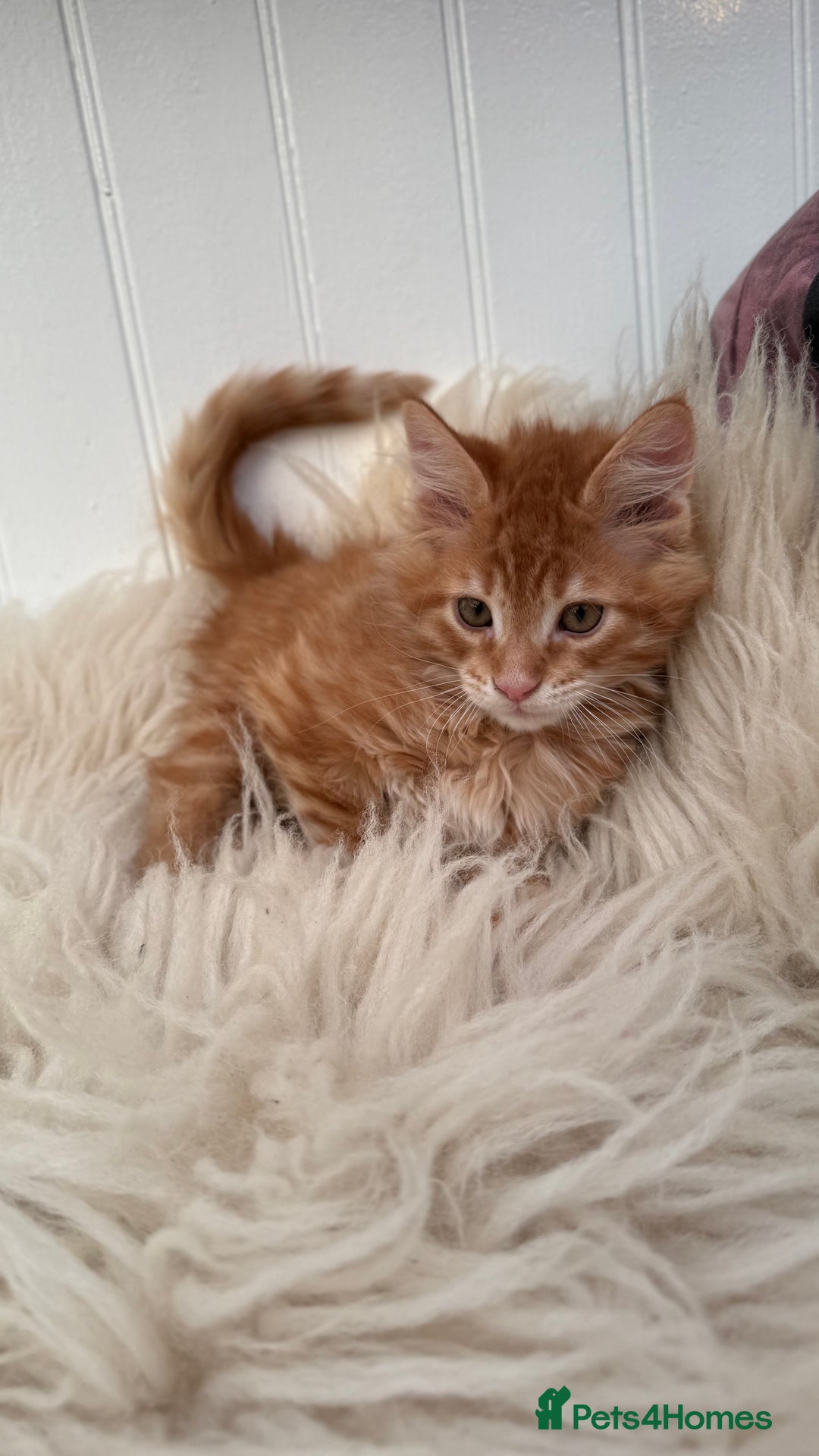 Maine Coon cats for sale: Last Two Gccf Maine Coons Boys Available - Advert 27