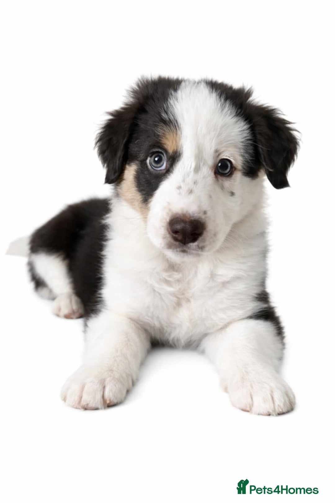 Border Collie dogs for sale: Border collie blue marble puppies - Advert 3
