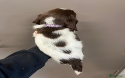 English Springer Spaniel dogs for sale: Springer Spaniel Puppies  in Crewe - Image 9