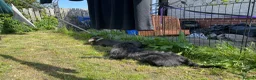 Mixed Breed dogs for sale: 2 Dogs needing to be rehomed. - Advert 4