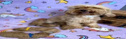 Cavapoo dogs for sale: Luxury cavapoos - Advert 3