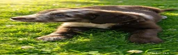 Labradoodle dogs for sale: Beautiful labradoodles  - Advert 14