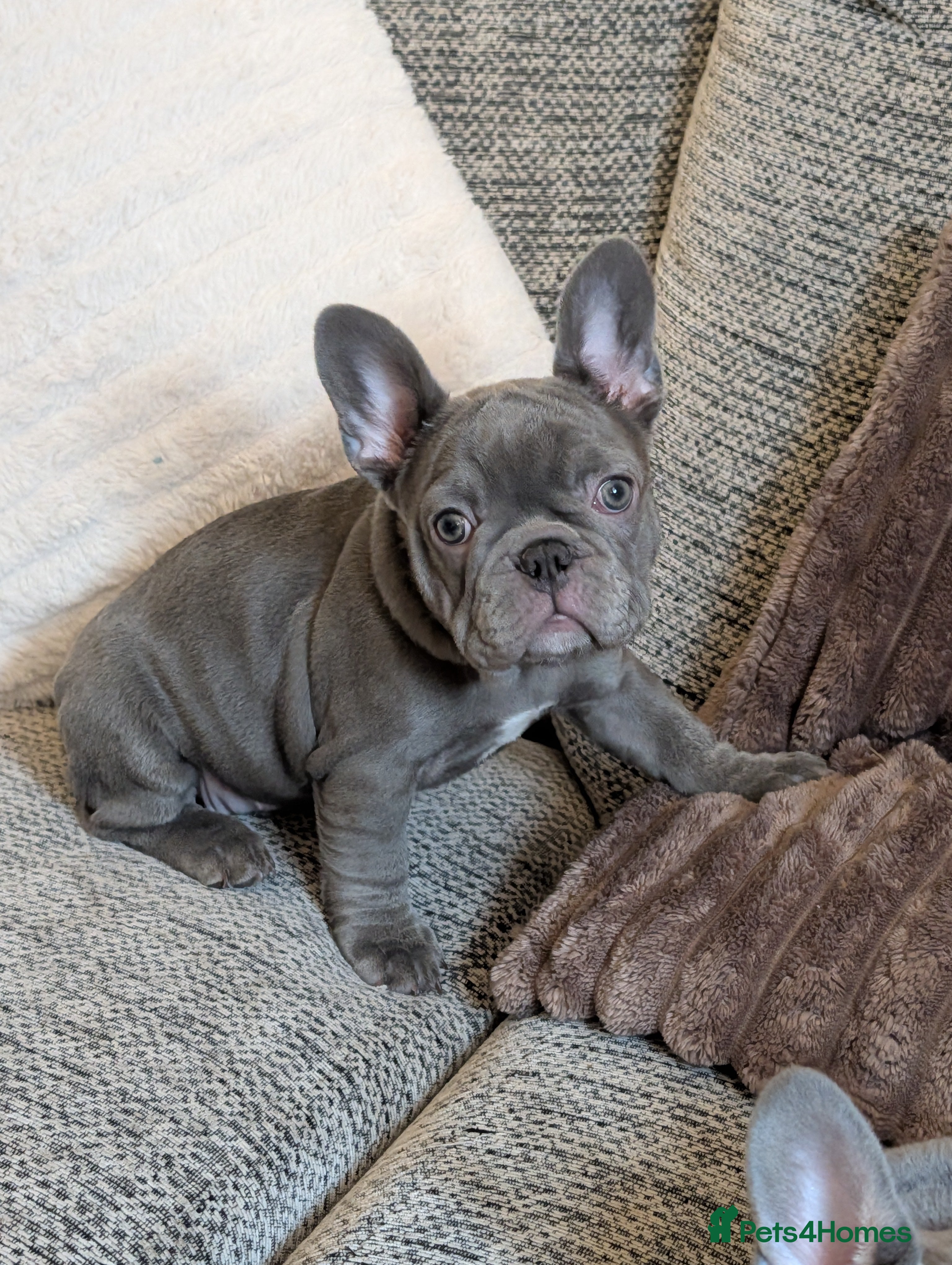 French Bulldog dogs Stunning french bulldog puppy's 1 baby girl left - Advert 2