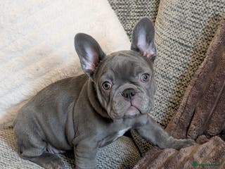 French Bulldog dogs Stunning french bulldog puppy's 1 baby girl left - Advert 1