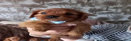 Cavapoo dogs for sale: Fb1 cavapoo  - Advert 2