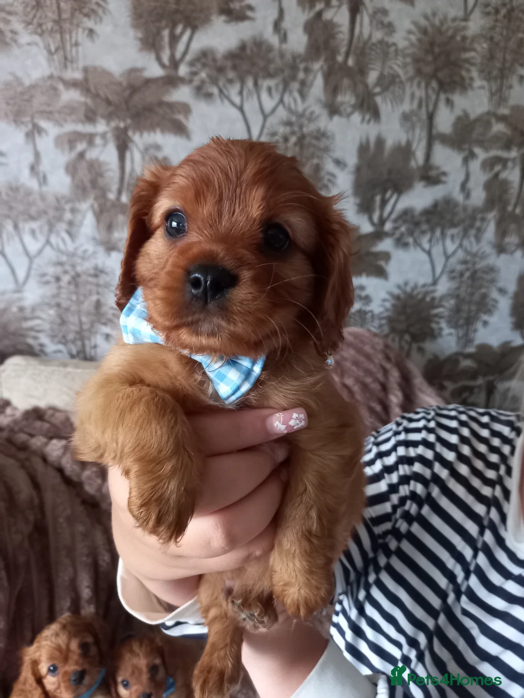 Cavapoo dogs for sale: Fb1 cavapoo  - Advert 2