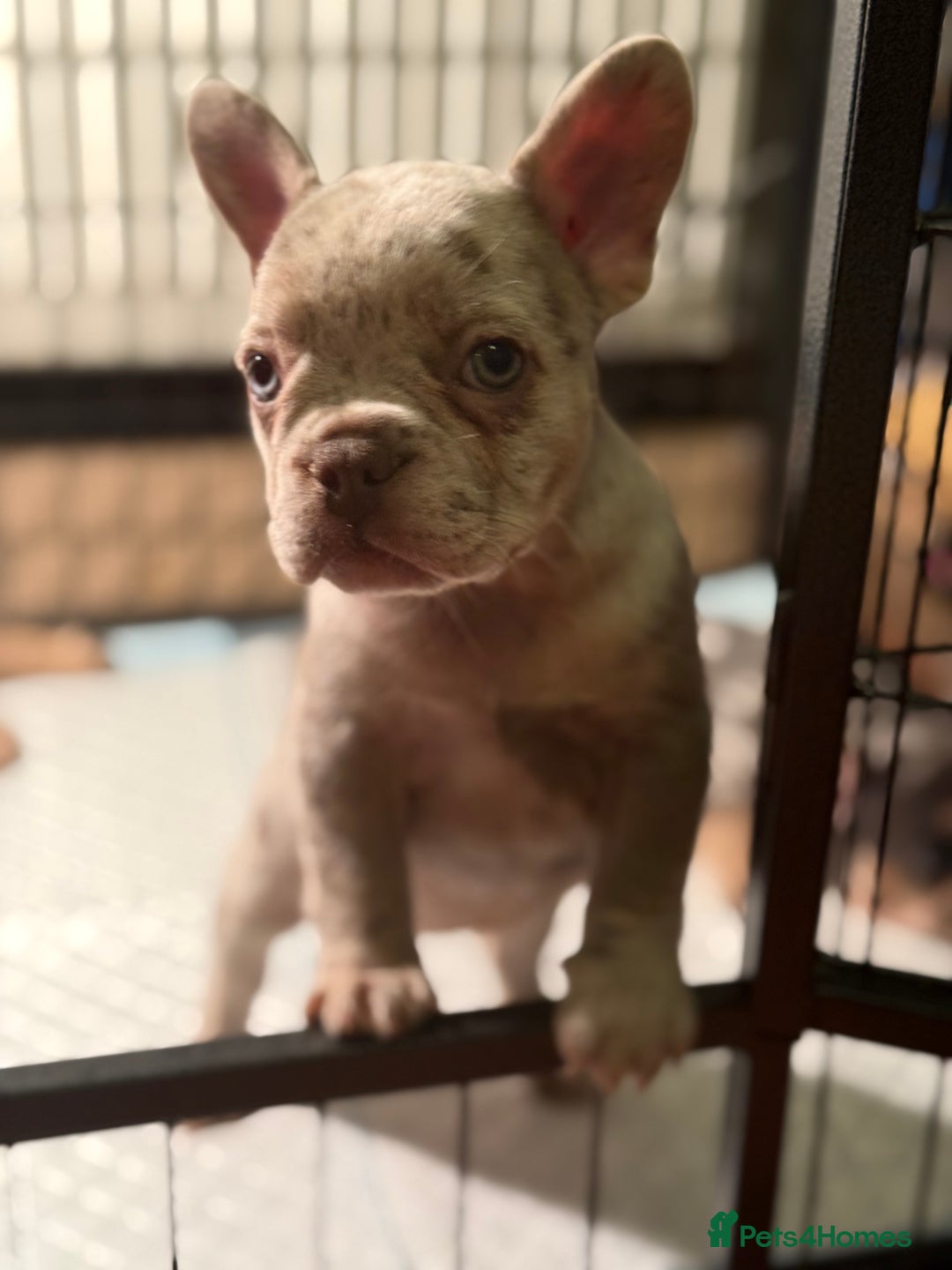 French Bulldog dogs for sale: Frenchie puppies - Advert 6