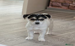 Chorkie dogs for sale: Gorgeous, little chorkie girl  - Image 5