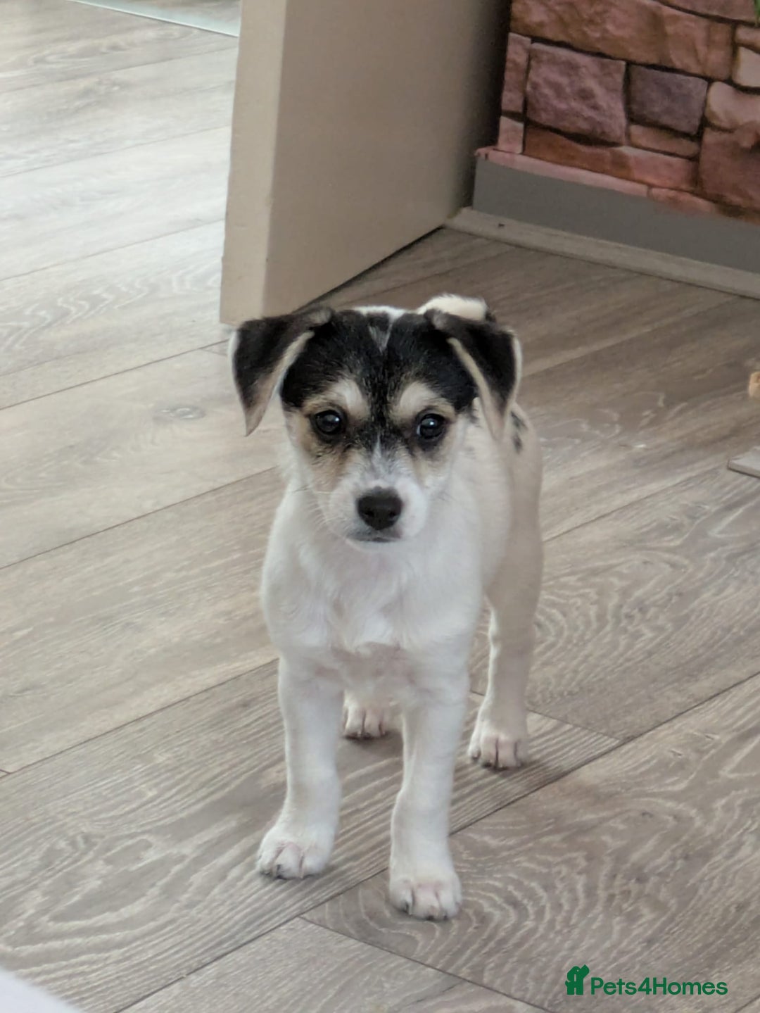 Chorkie dogs for sale: Gorgeous, little chorkie girl  - Image 5