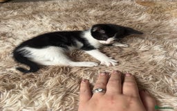 Domestic Shorthair cats for sale: Male kitten - last in the litter  - Image 1
