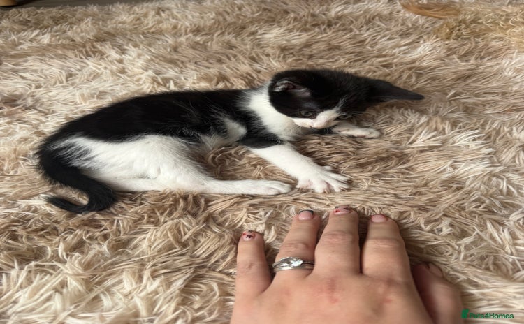 Domestic Shorthair cats - Advert 4