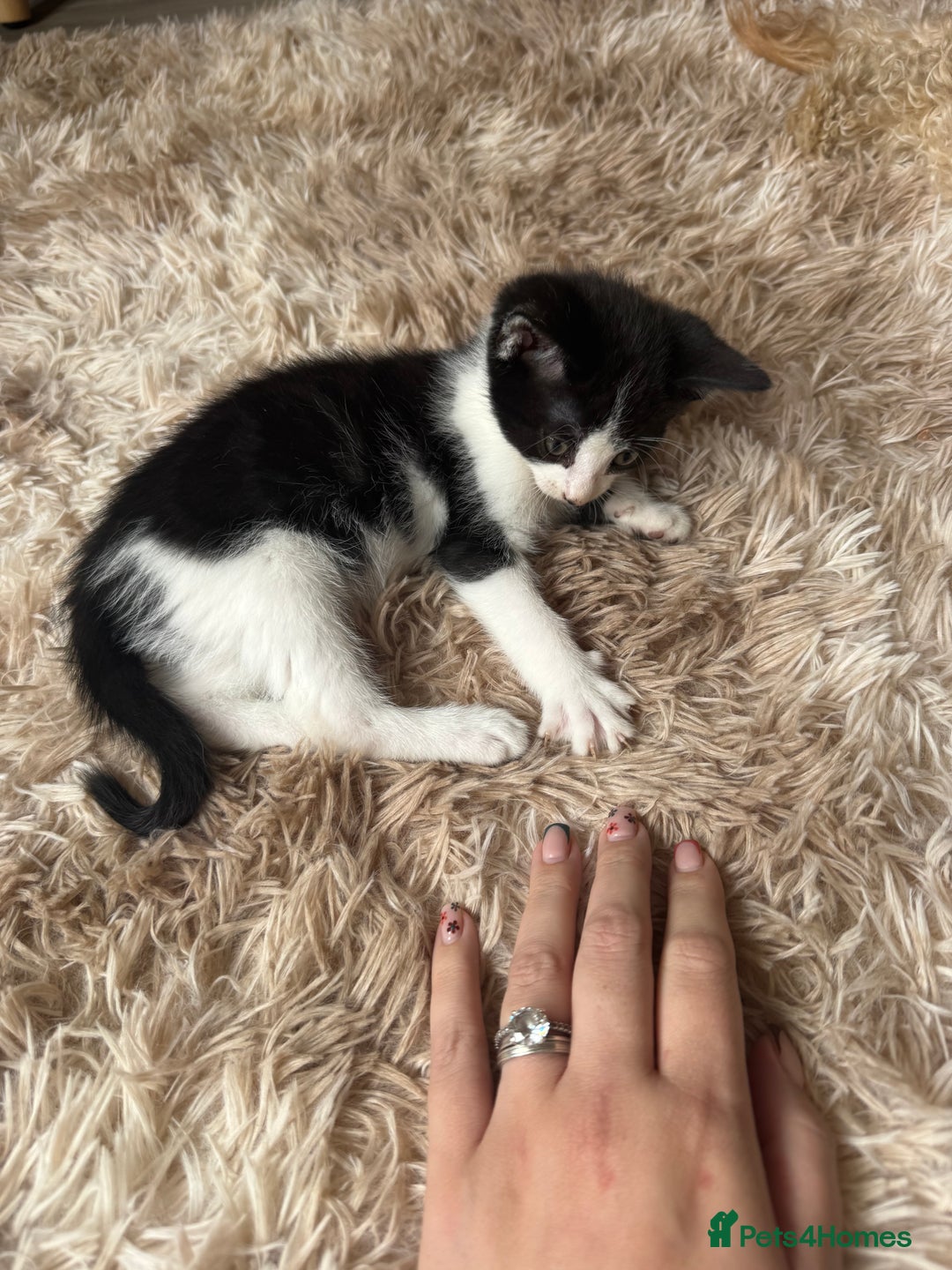 Domestic Shorthair cats for sale: Male kitten - last in the litter  - Image 1