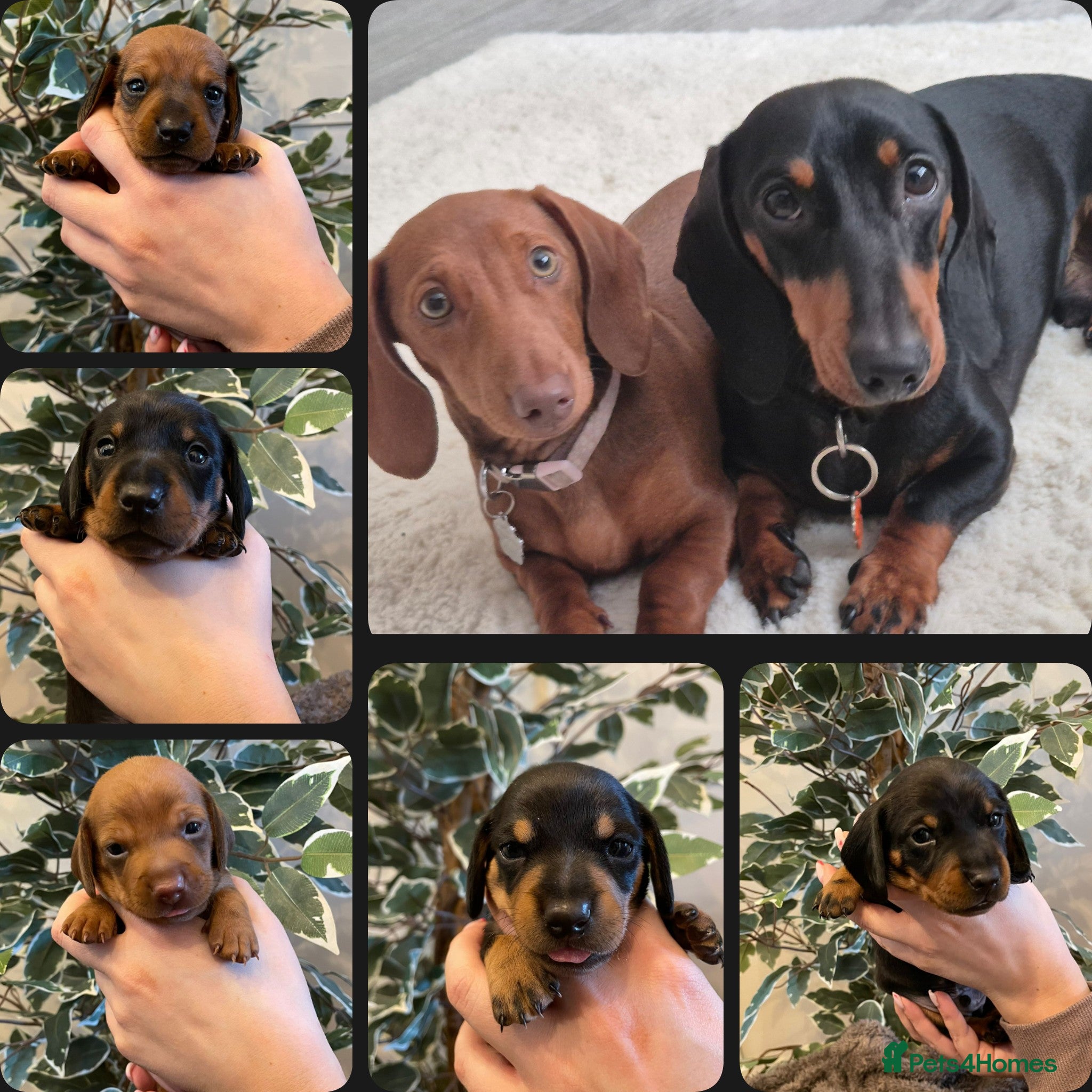 Miniature Dachshund dogs 🐾 Raised With Love - 5 Miniature Sausages 🐾 - Advert 1