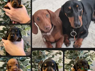 Miniature Dachshund dogs 🐾 Raised With Love - 5 Miniature Sausages 🐾 - Advert 1