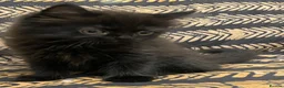 Mixed Breed cats for sale: Half Persian kittens for sale  - Advert 21