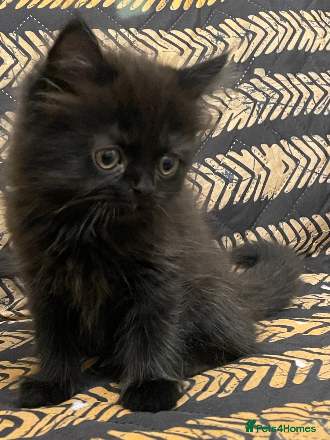 Mixed Breed cats for sale: Half Persian kittens for sale  - Advert 21