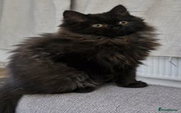 Mixed Breed cats for sale: Black smoke longhair female kitten - Image 1