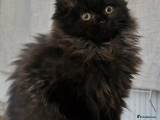 Mixed Breed cats for sale - Advert 1