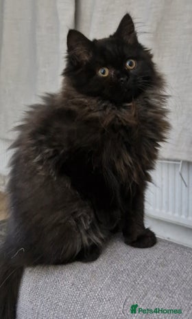 Mixed Breed cats - Advert 5