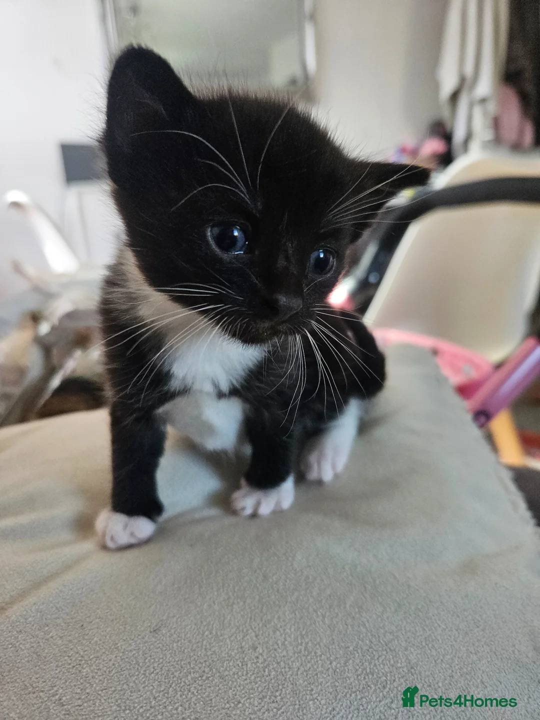 Mixed Breed cats for sale: Beautiful kittens ready now - Advert 4