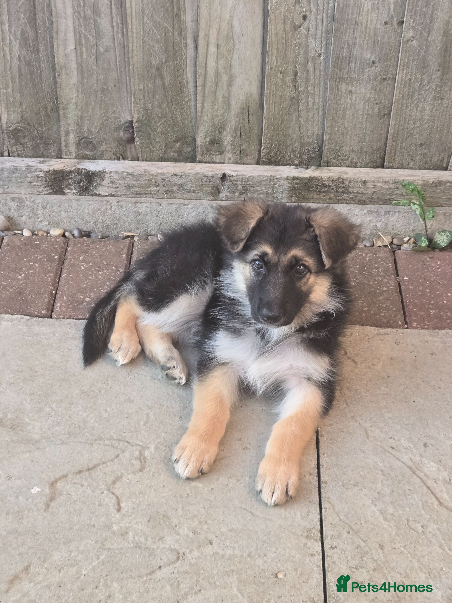German Shepherd dogs 10 week B&T female gsd pup - Advert 2