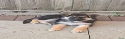 German Shepherd dogs for sale: 10 week B&T female gsd pup - Advert 1