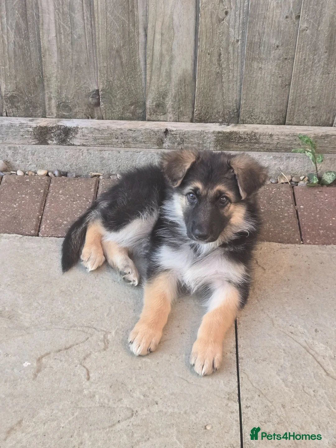 German Shepherd dogs for sale: 10 week B&T female gsd pup - Advert 1