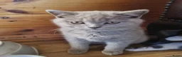 Scottish Fold cats for sale: Last Kittens – Don't Miss Out  - Advert 3